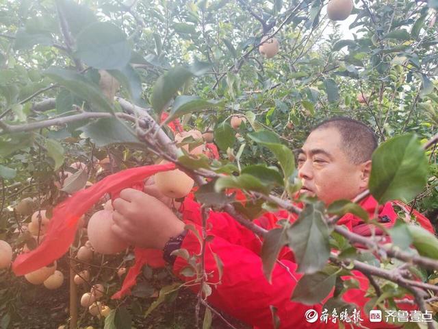 烟台苹果园今日新闻烟台苹果上市时间-第2张图片-太平洋在线下载