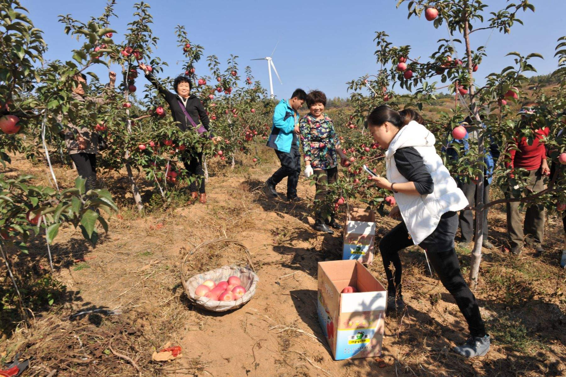 盐源县苹果镇新闻报道的简单介绍