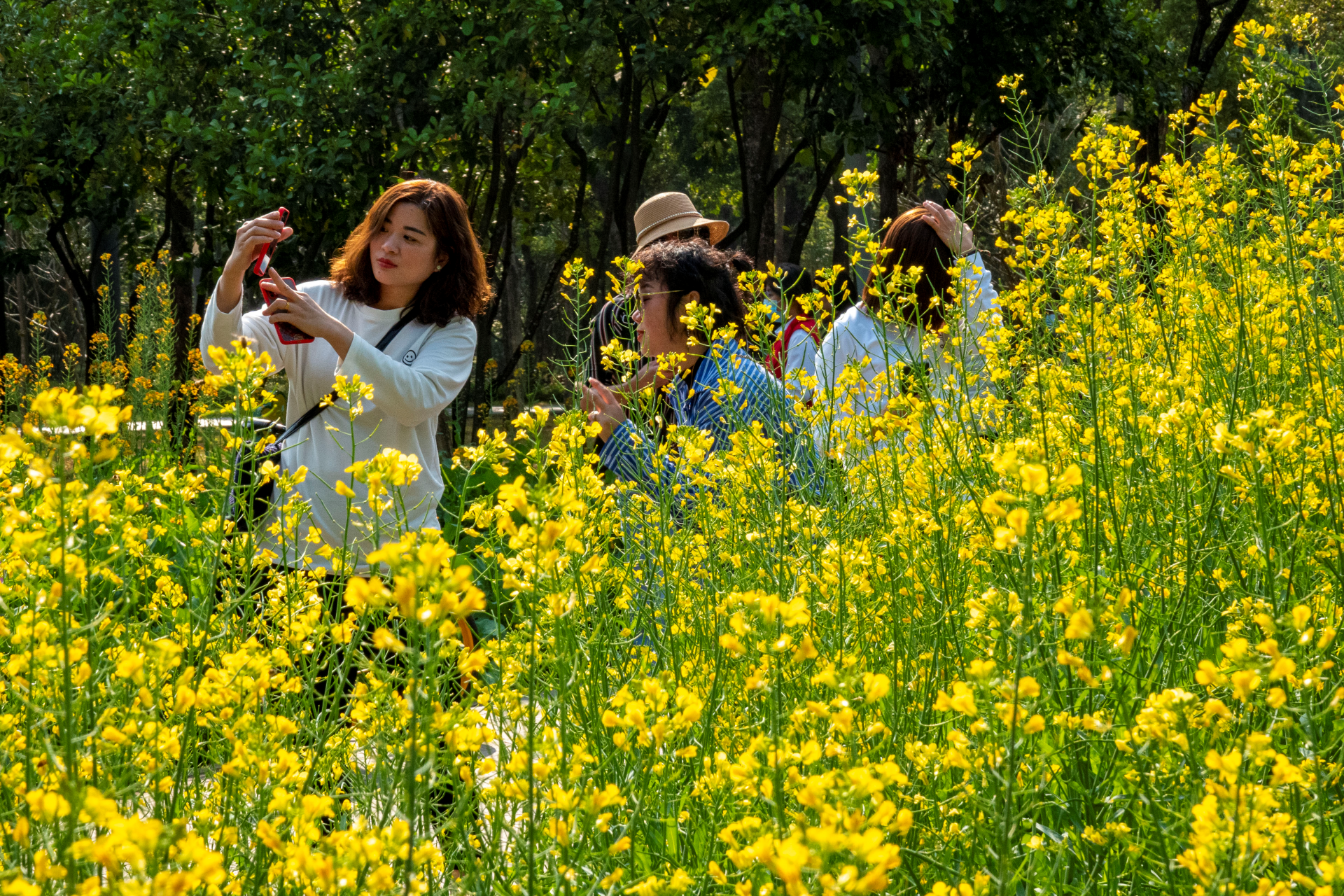 花田客户端网易花田网页版登录-第2张图片-太平洋在线下载